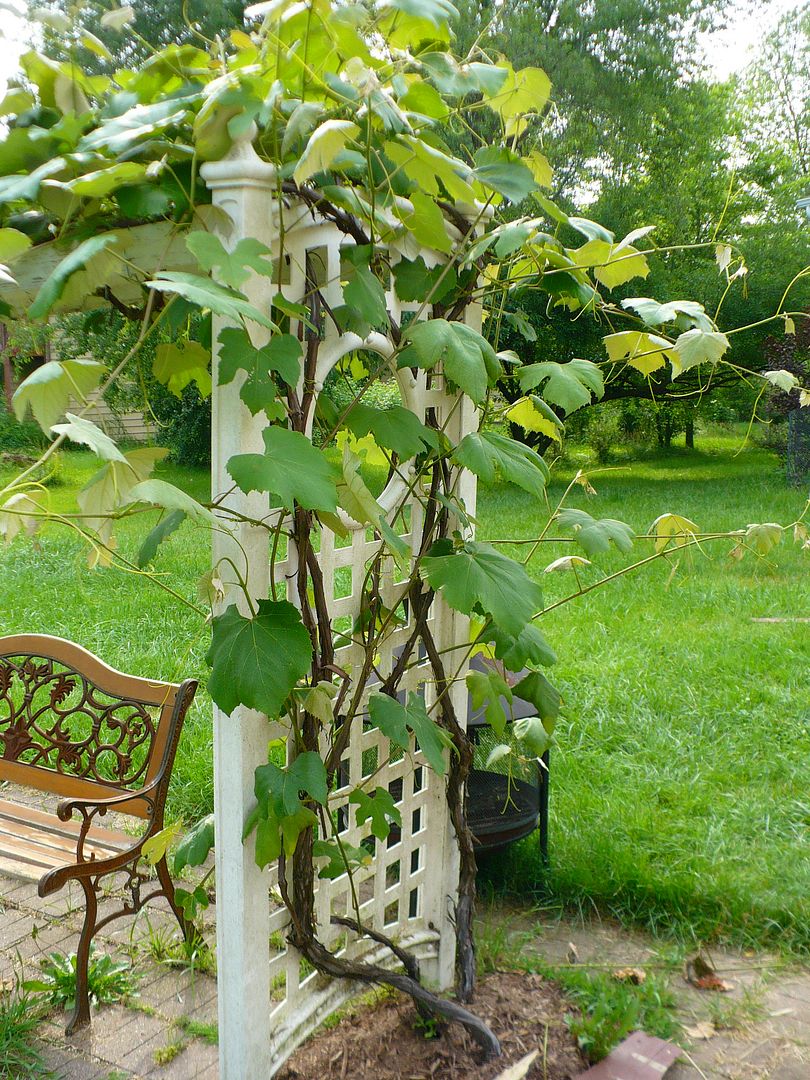 Best Vines for Pergola